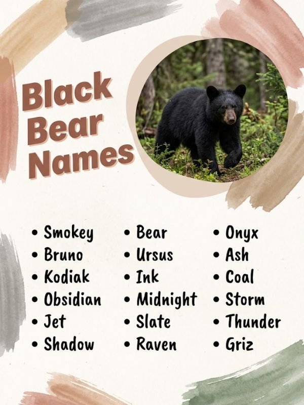 Black Bear Names